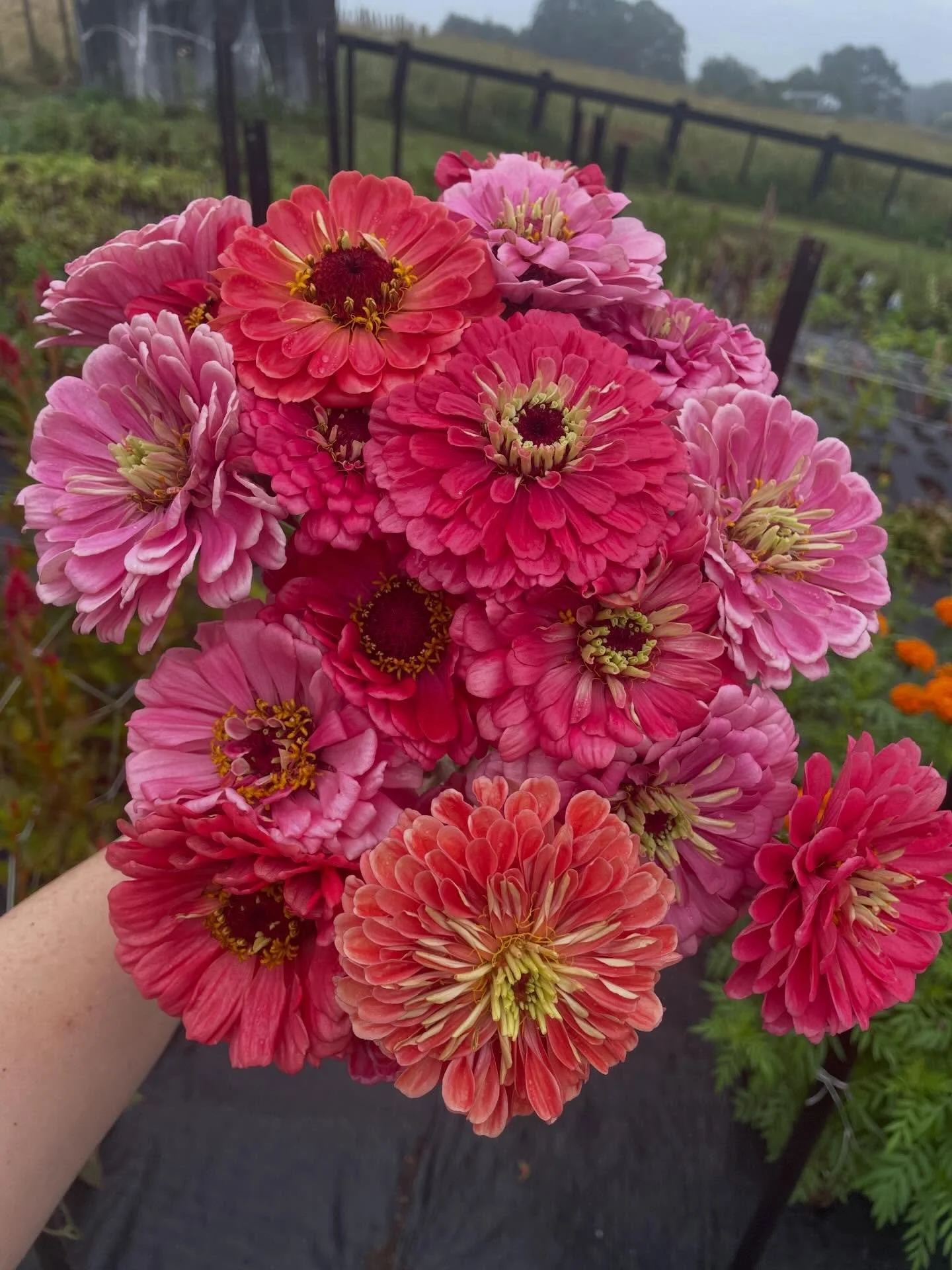 Zinnias getting ready to flush after a week of ☀️ 

#flowerfarmernz #zinnias #nzflowers