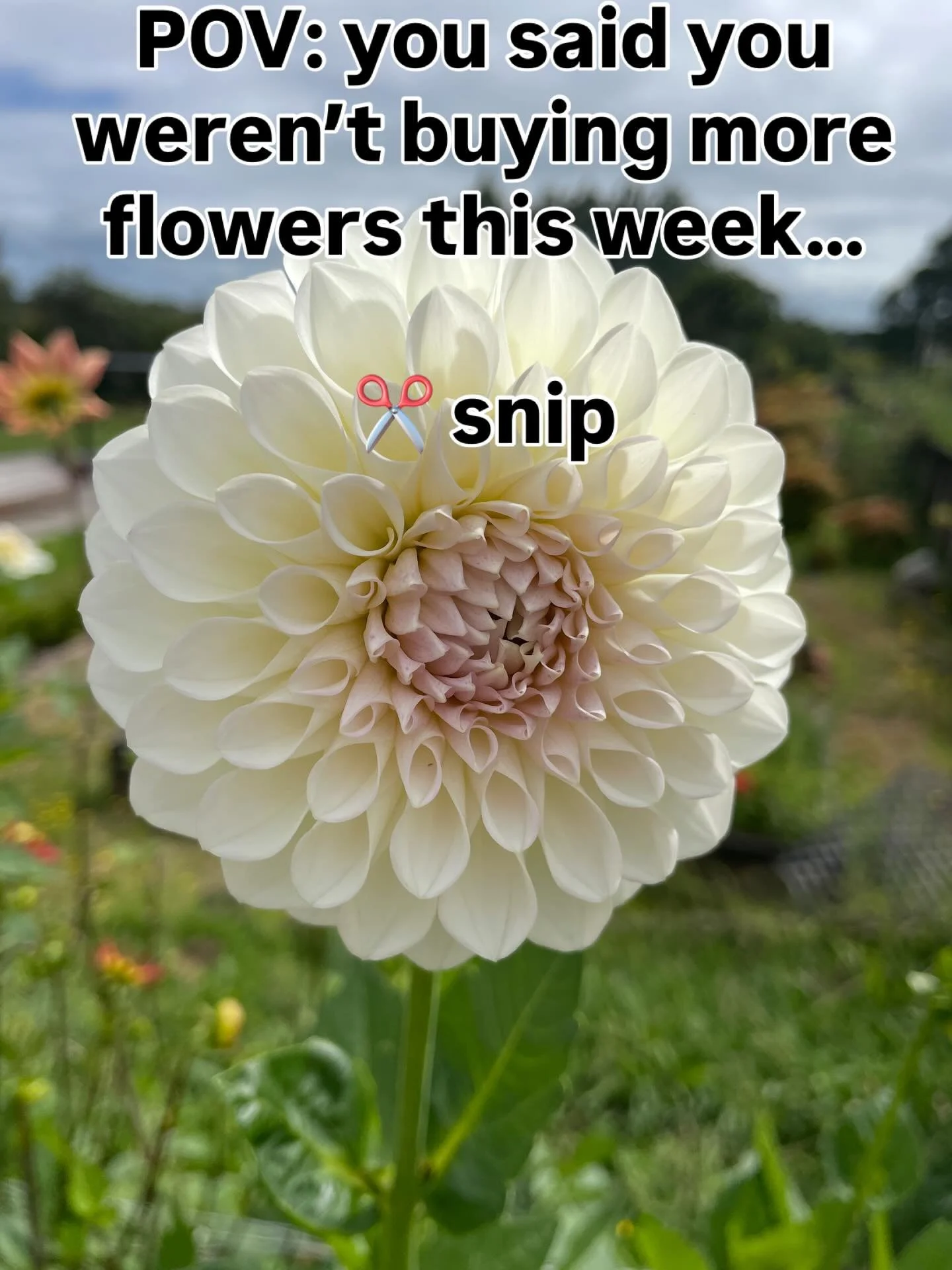 You weren&rsquo;t going to buy flowers this week&hellip;
but here we are 🌸

Fresh dahlias, cut to order for Flower Friday.
Limited bunches available &mdash; message to secure yours 💌

$20 per bunch pick up Peacocke, Hamilton.

#flowerfriday #dahlia