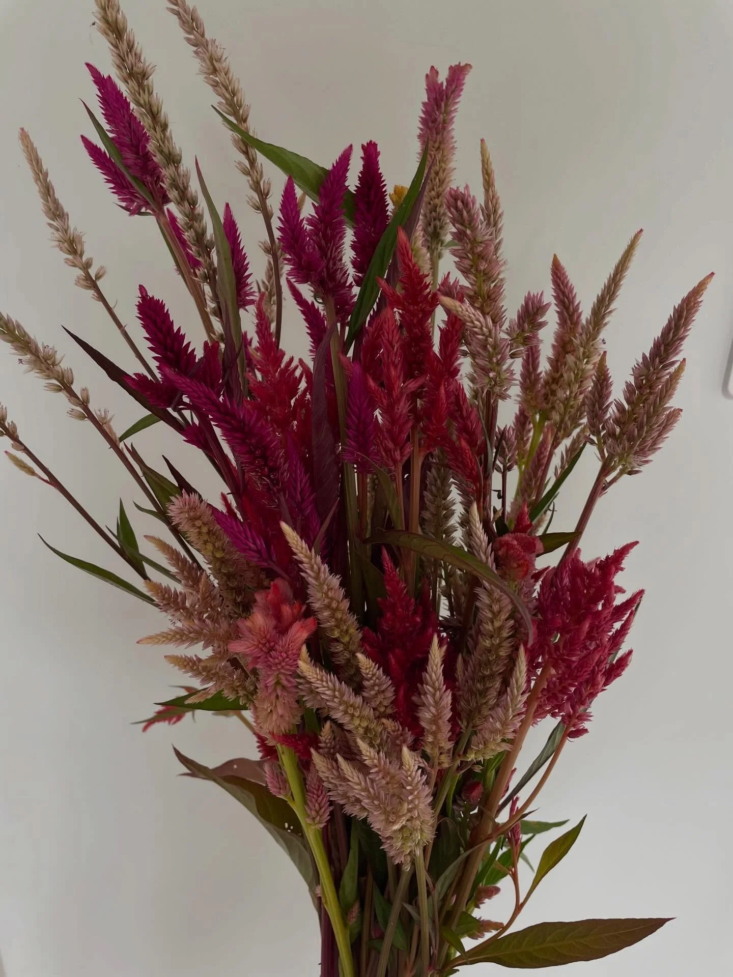 POV - sometimes just a simple bunch of a single variety like celosia in a vase is perfection 

#celosia #flowersnz #flowerfarm