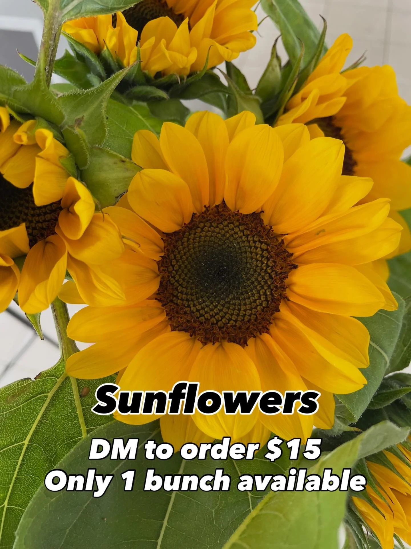 1 sunflower bunch available 🌻
Bright, bold, and ready for someone&rsquo;s kitchen table.
$15 &ndash; first in, first served.
DM to claim 💛

#sunflowers #flowersnz