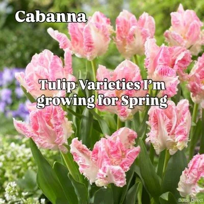 I can&rsquo;t choose a favourite tulip variety I&rsquo;m growing this season. If you had to choose just one, what would it be?

Bulbs and photos @bulbsdirect 

#tulips #flowers #nzflowers
