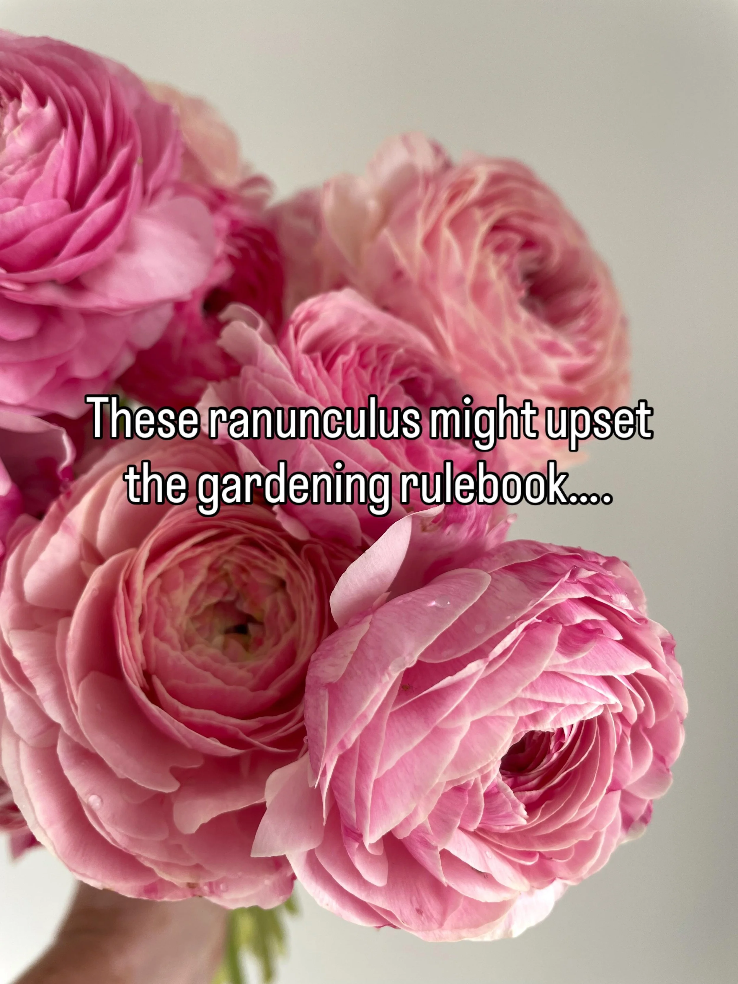 Every autumn I see the same advice to pre-soak and sprout your ranunculus corms and yes that&rsquo;s good advice, but I&rsquo;ve been doing it a bit differently.

I plant my ranunculus corms straight into the ground and let the weather water them in.