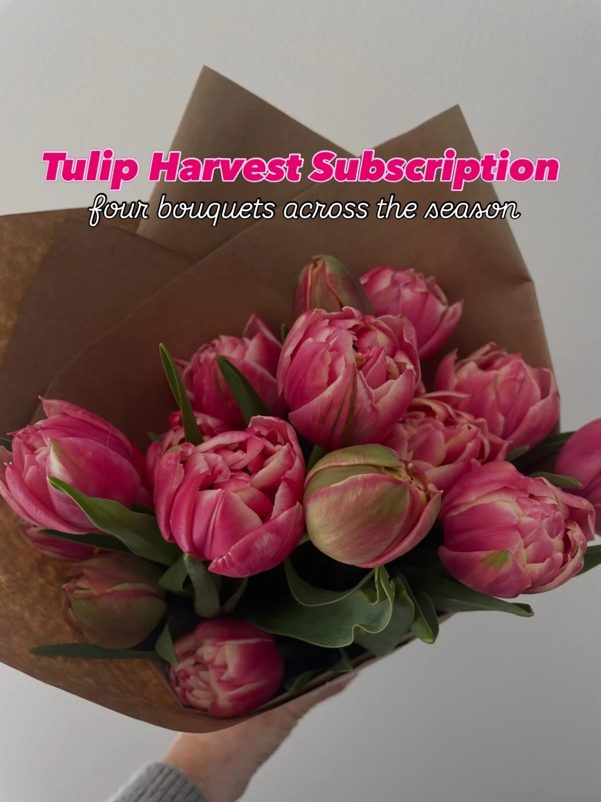 What is the Tulip Harvest Subscription?
My tulips are the first flowers to bloom in my field and are such a treat of colour after the dullness of winter.

A Harvest Subscription will give you four bouquets across tulip season starting in August. The 