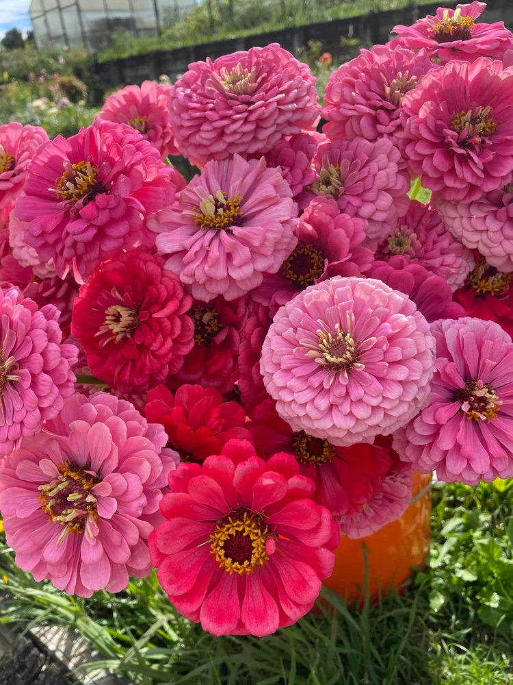 Zinnia Benary's Giant Mix flowers