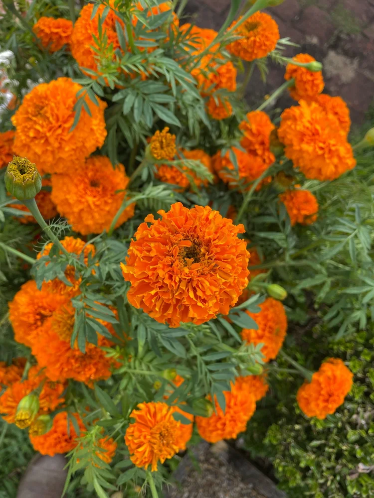 Marigold Giant Orange blooms