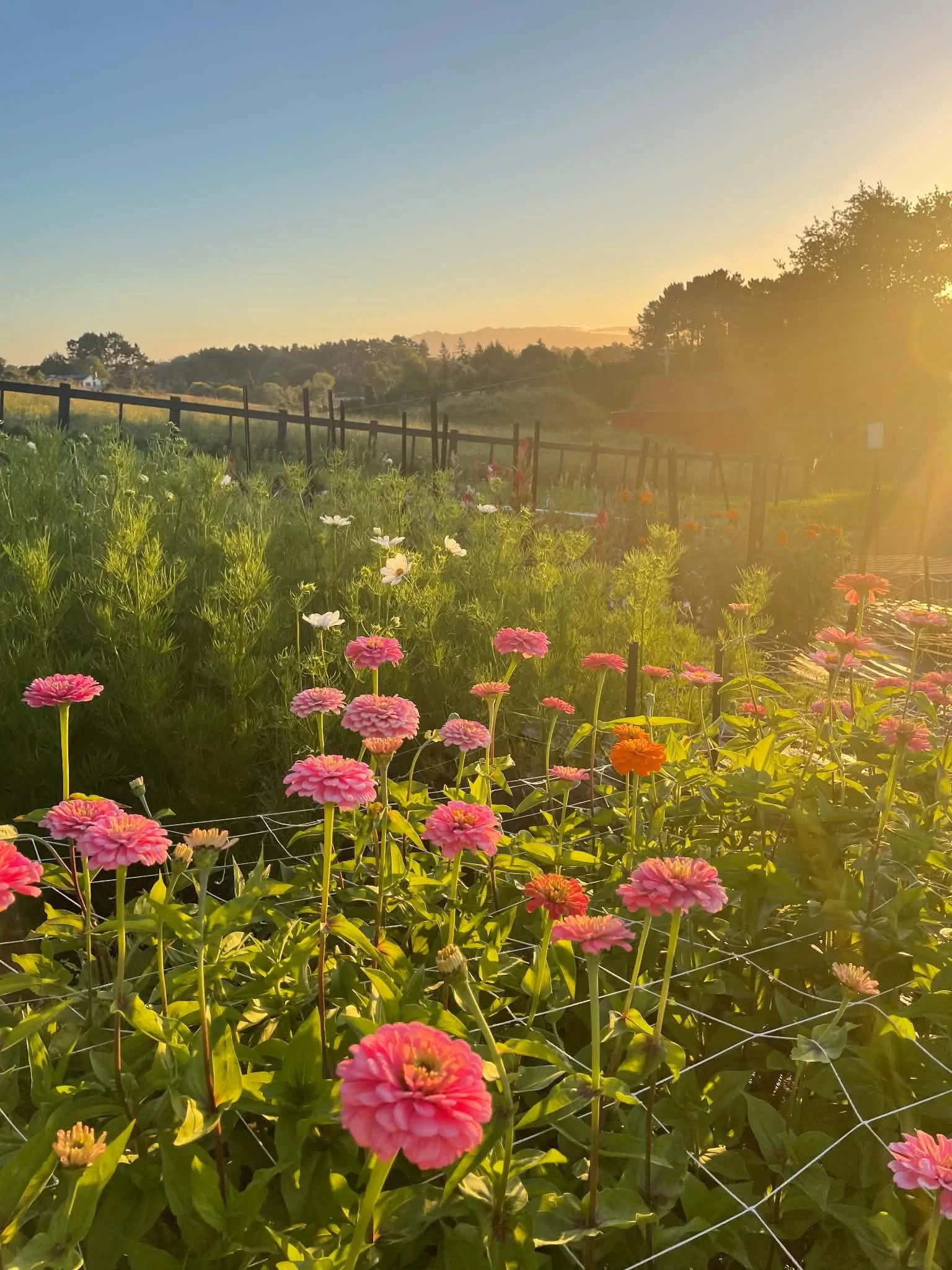 When should I sow cut flower seeds in New Zealand?