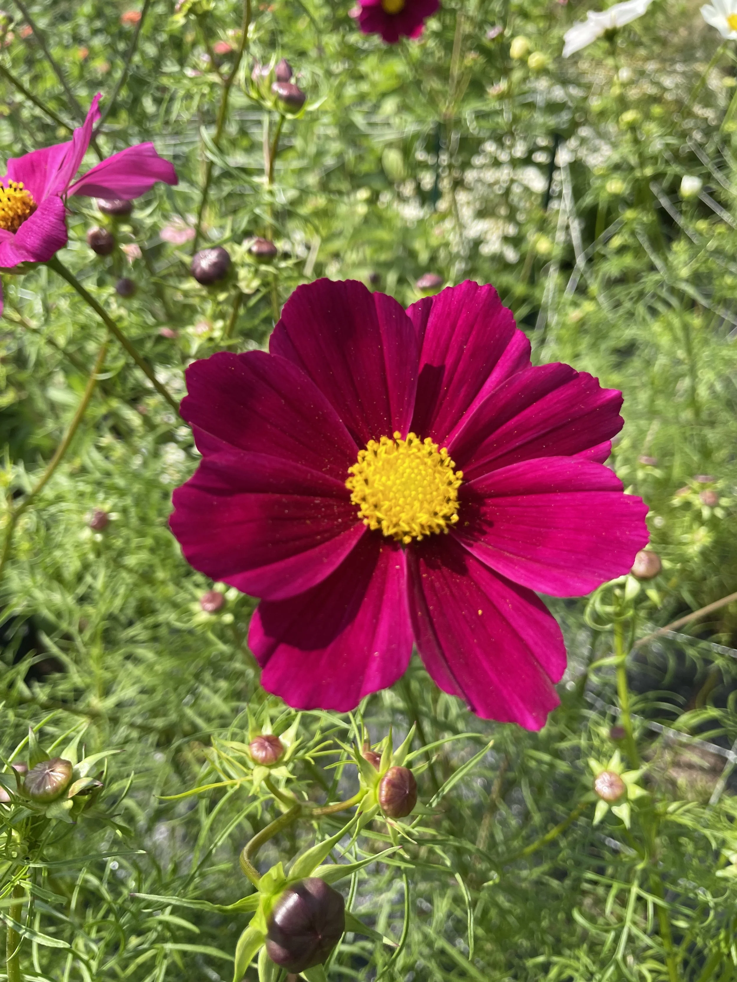 Cosmos Seeds Versailles Red