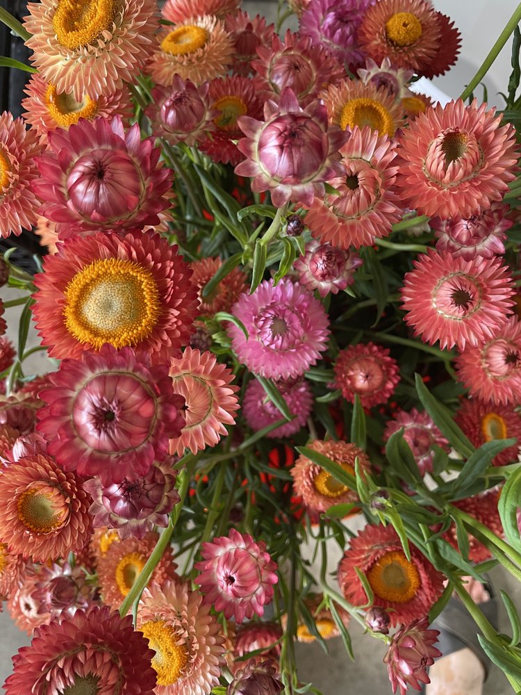 Freshly picked seasonal stems