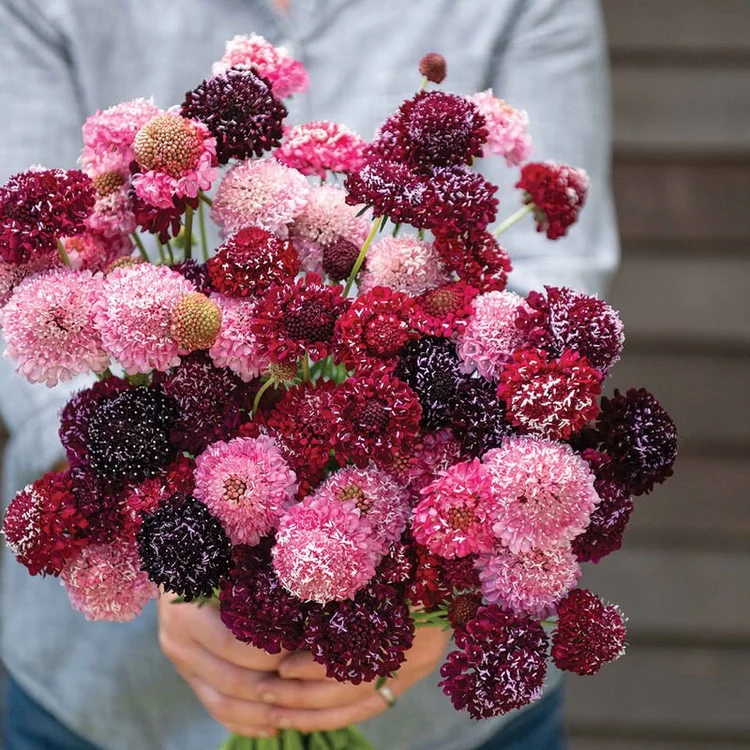 Scabiosa Triple Berry Mix blooms