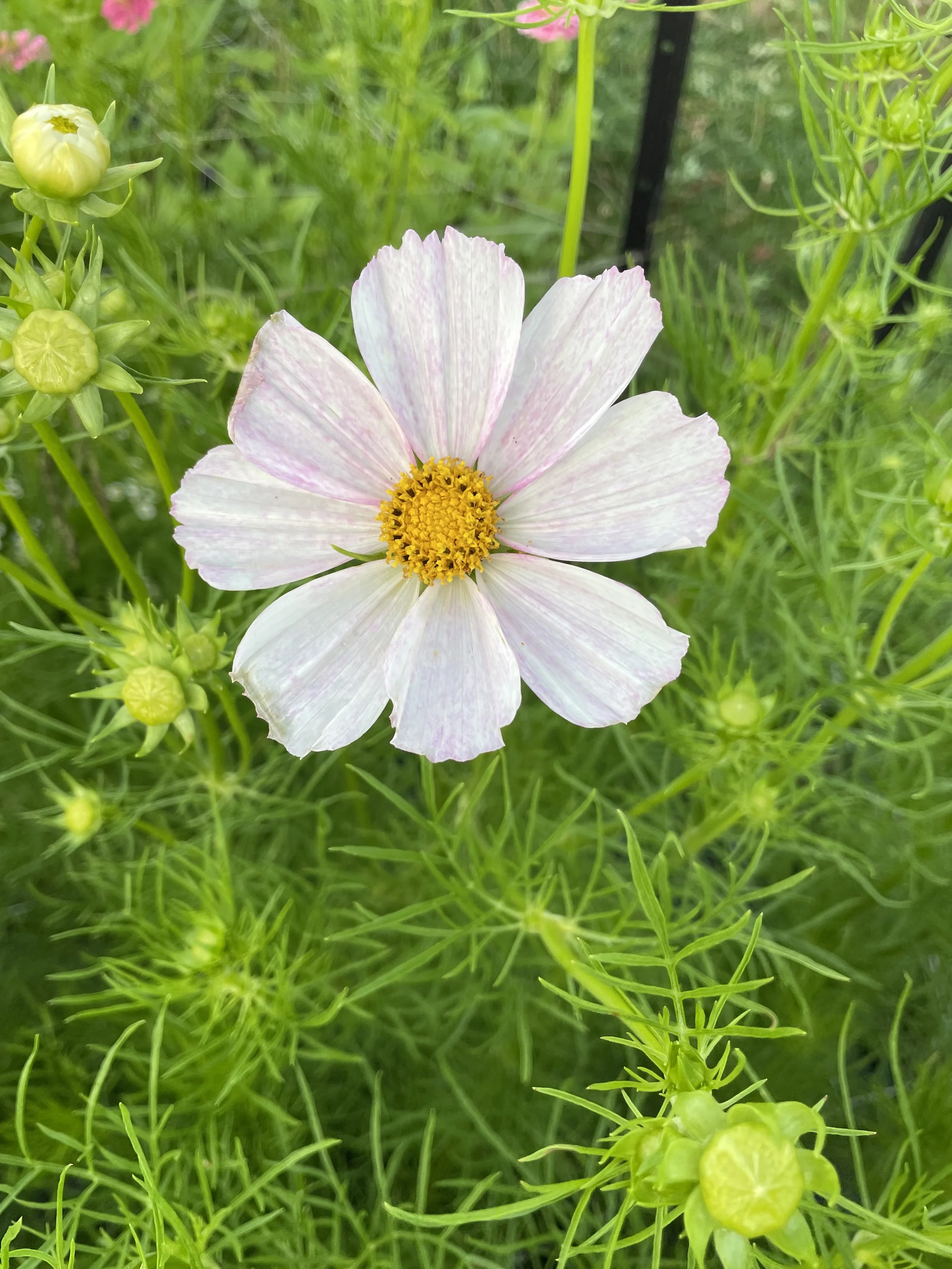 IMG_4066.jpeg