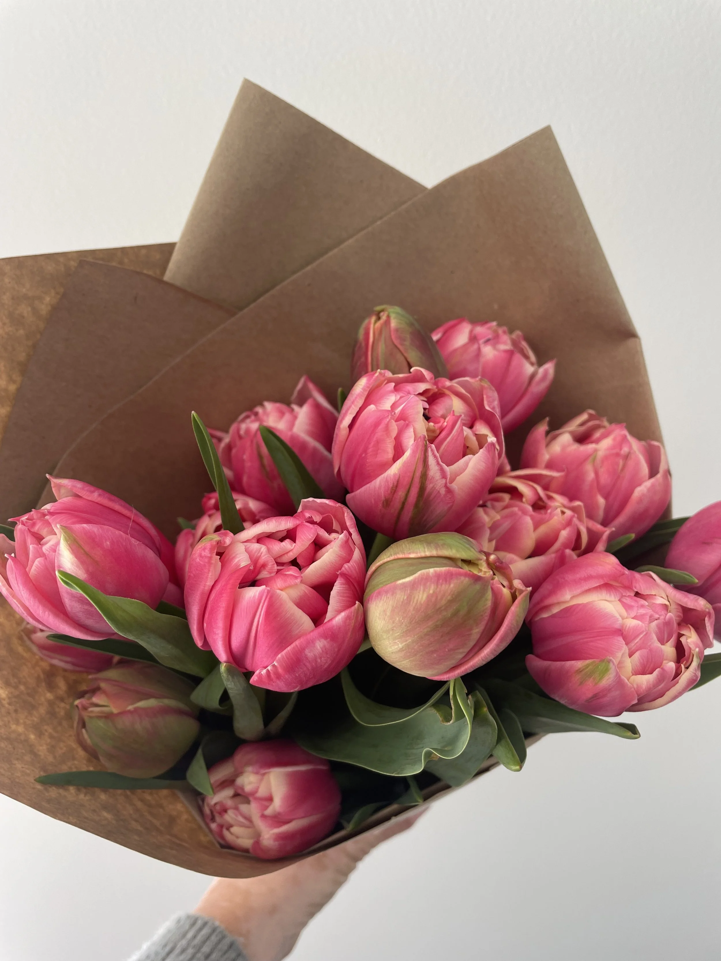 When is tulip season in New Zealand?