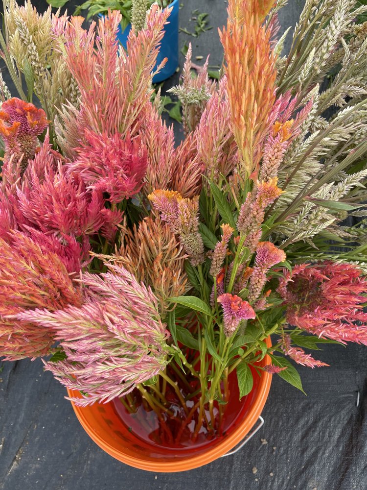 Bucket of colourful seasonal flowers