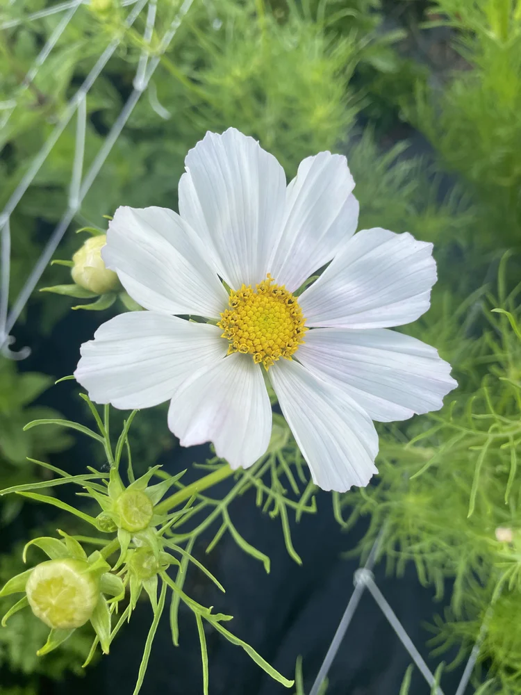 Cosmos Versailles Flush blooms