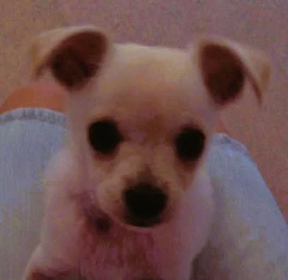 www.lauras-pet-walking.com