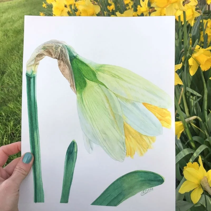 Watercolour Daffodil