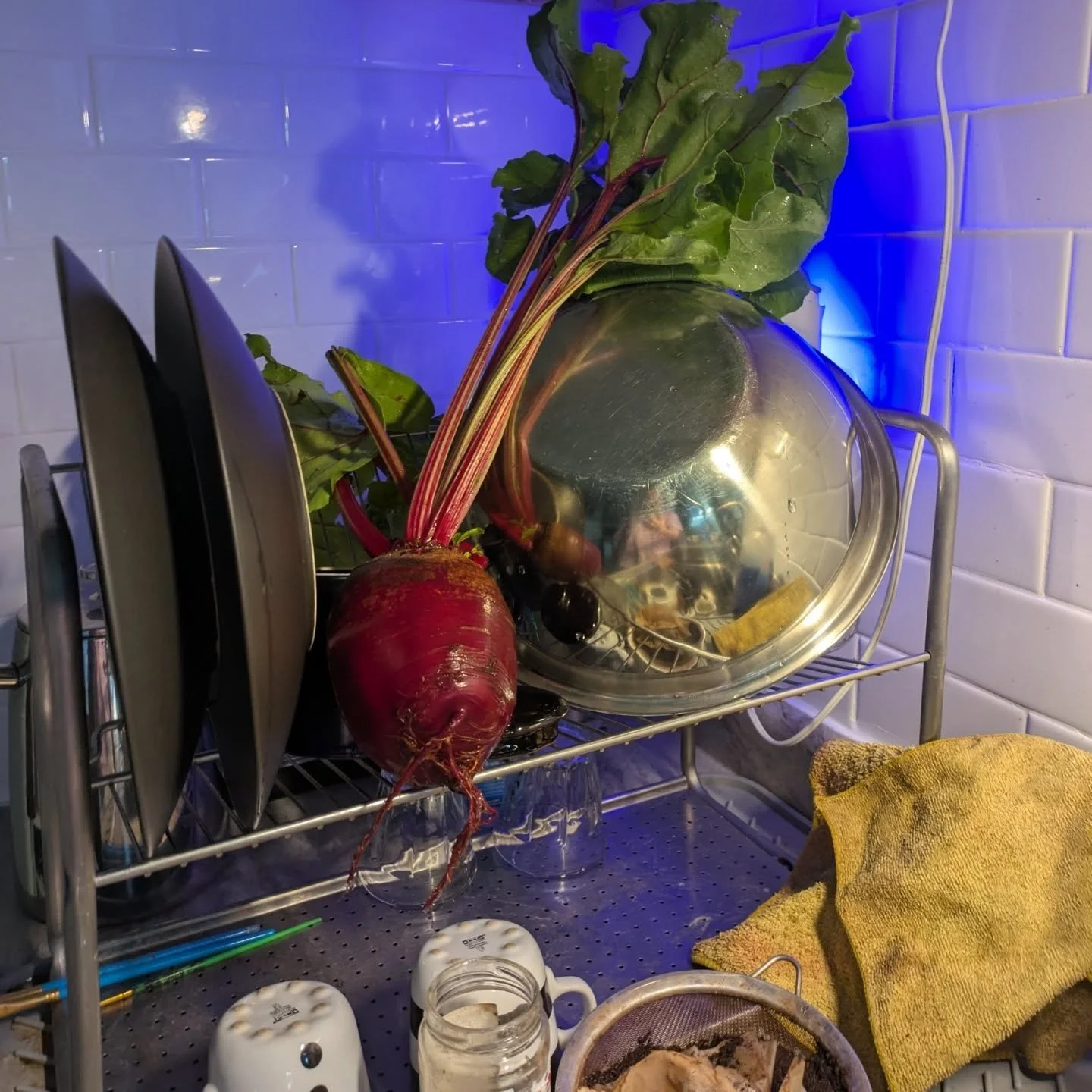I grew a real big beet, and then @basil.dazzle turned it into a real nice salad (also featuring my kale in salad and last photo)

Vegetables are art