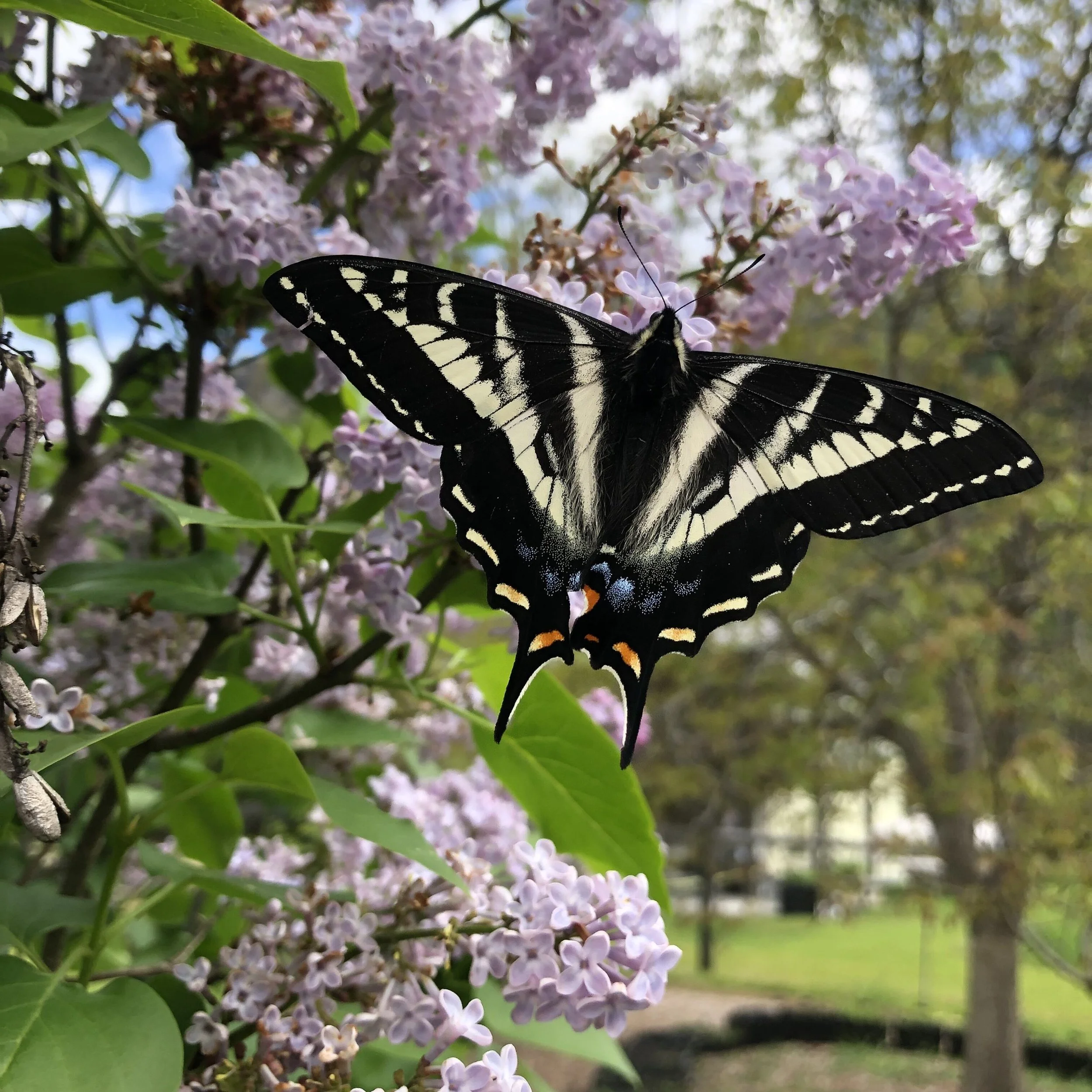 Climate Clever Gardener - Field Day 2 Planting for Pollinators 