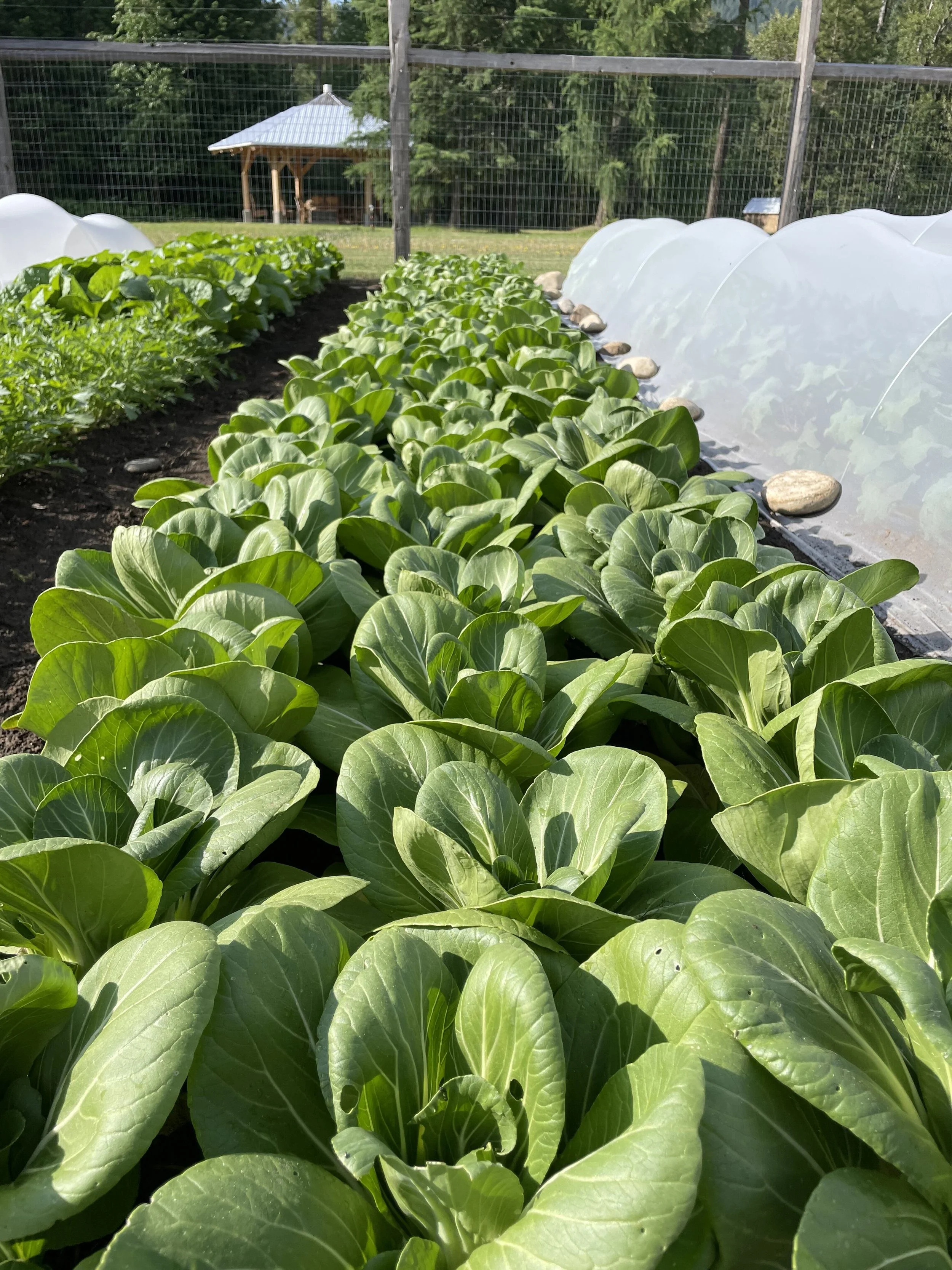 Climate Clever Gardener - Field Day 1 Your Best Food Garden EVER!