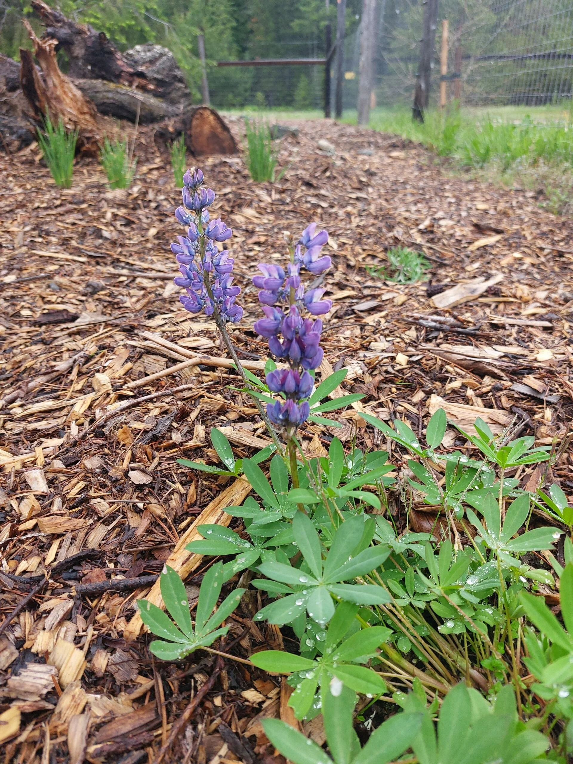 Climate Clever Gardener - Field Day 3 Gardening with Native Plants