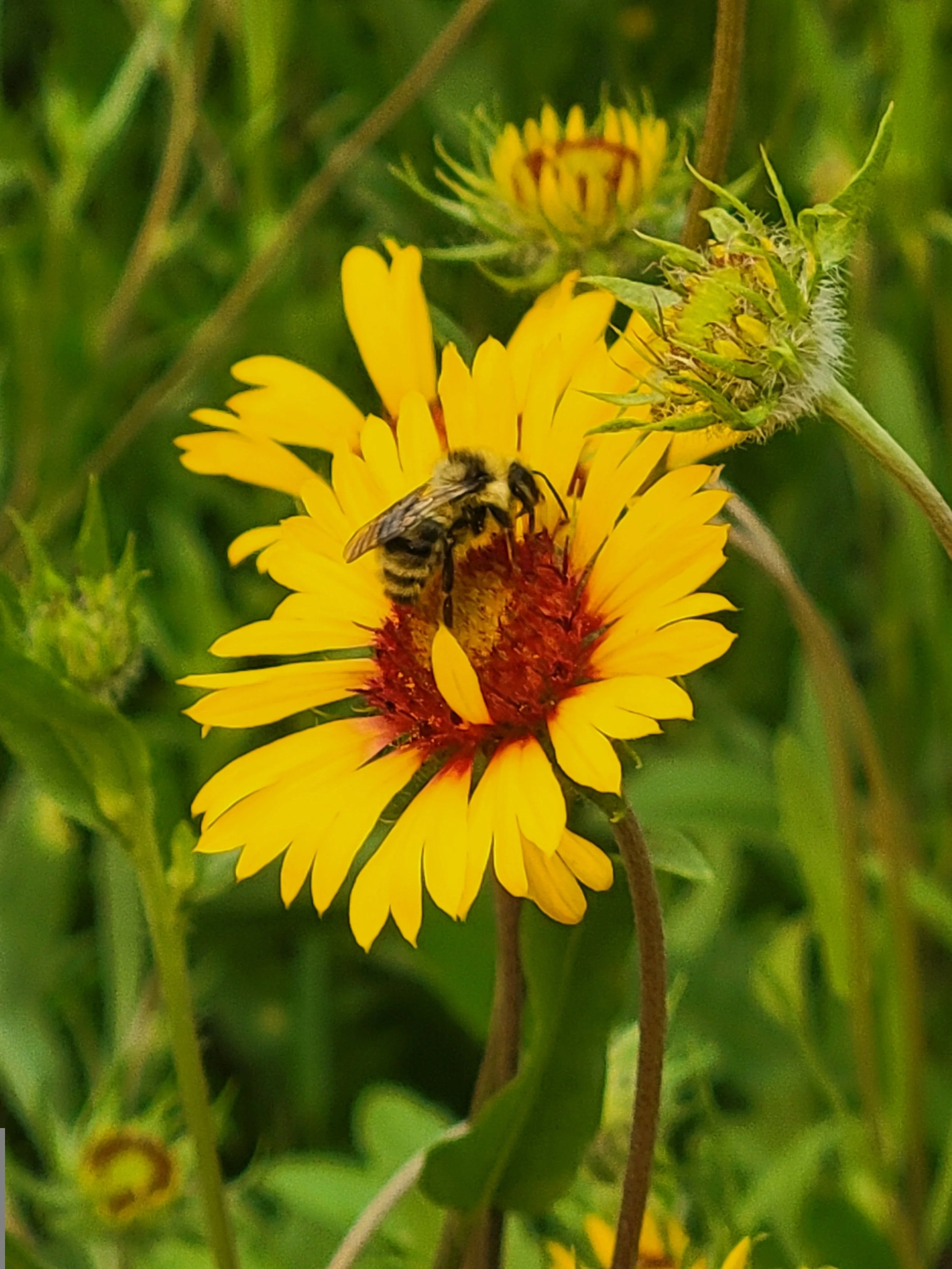Beekeeping Field Day 3 Swarms &amp; Summer Management for Honey Flow