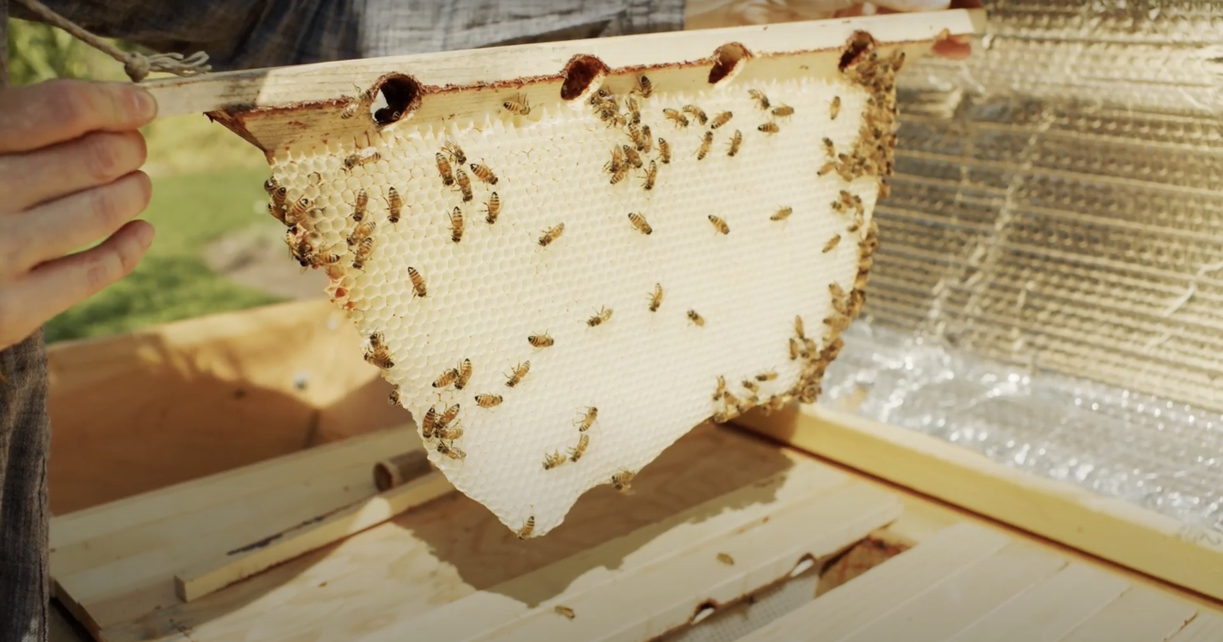 Beekeeping Field Day 4 Harvesting Honey &amp; Bee Wellness
