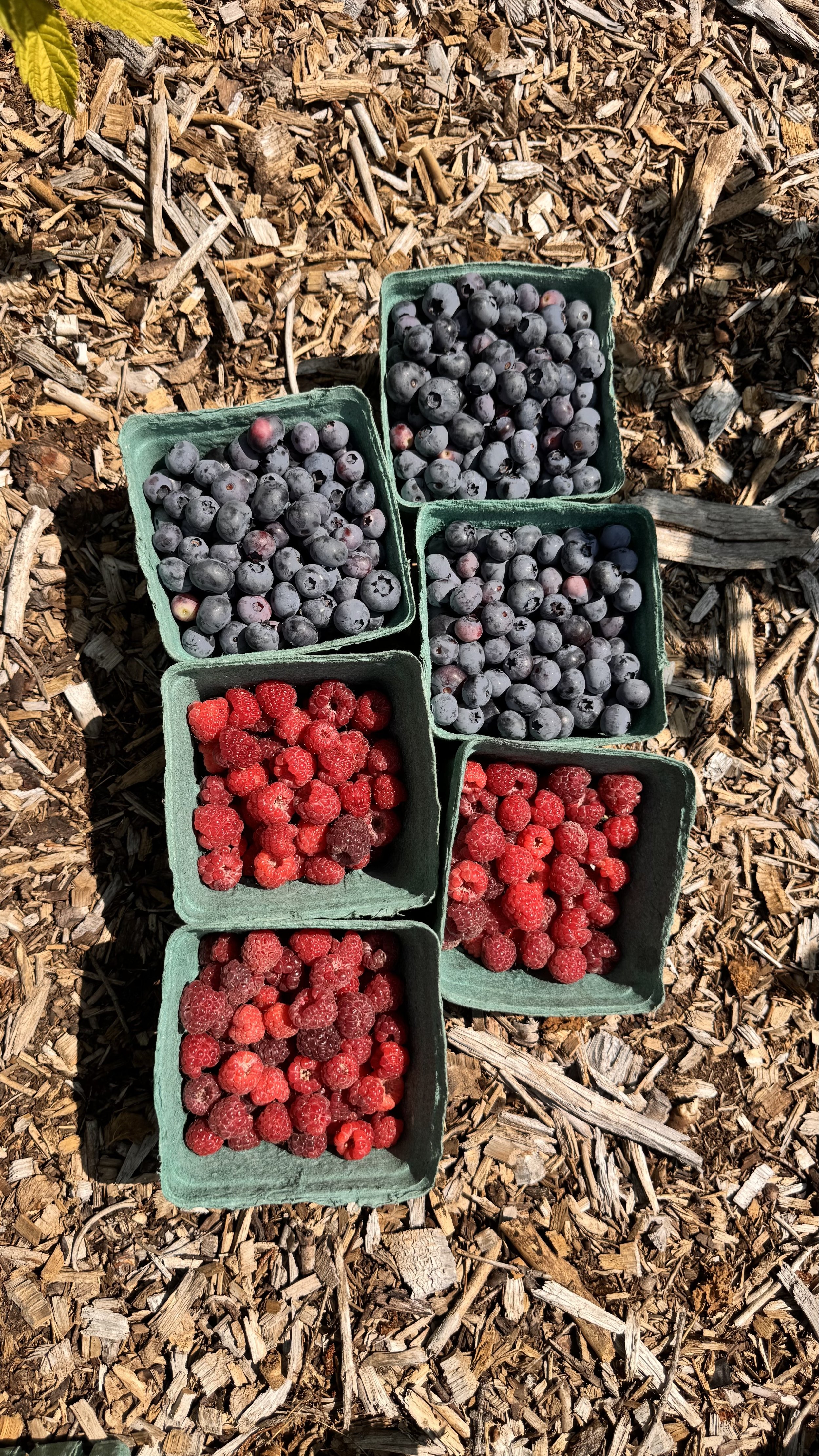 Certified Organic Produce