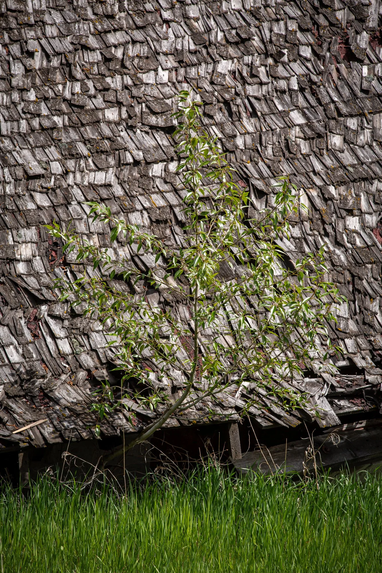 WFO Barn Tours Scout - Spring 2024-245.jpg