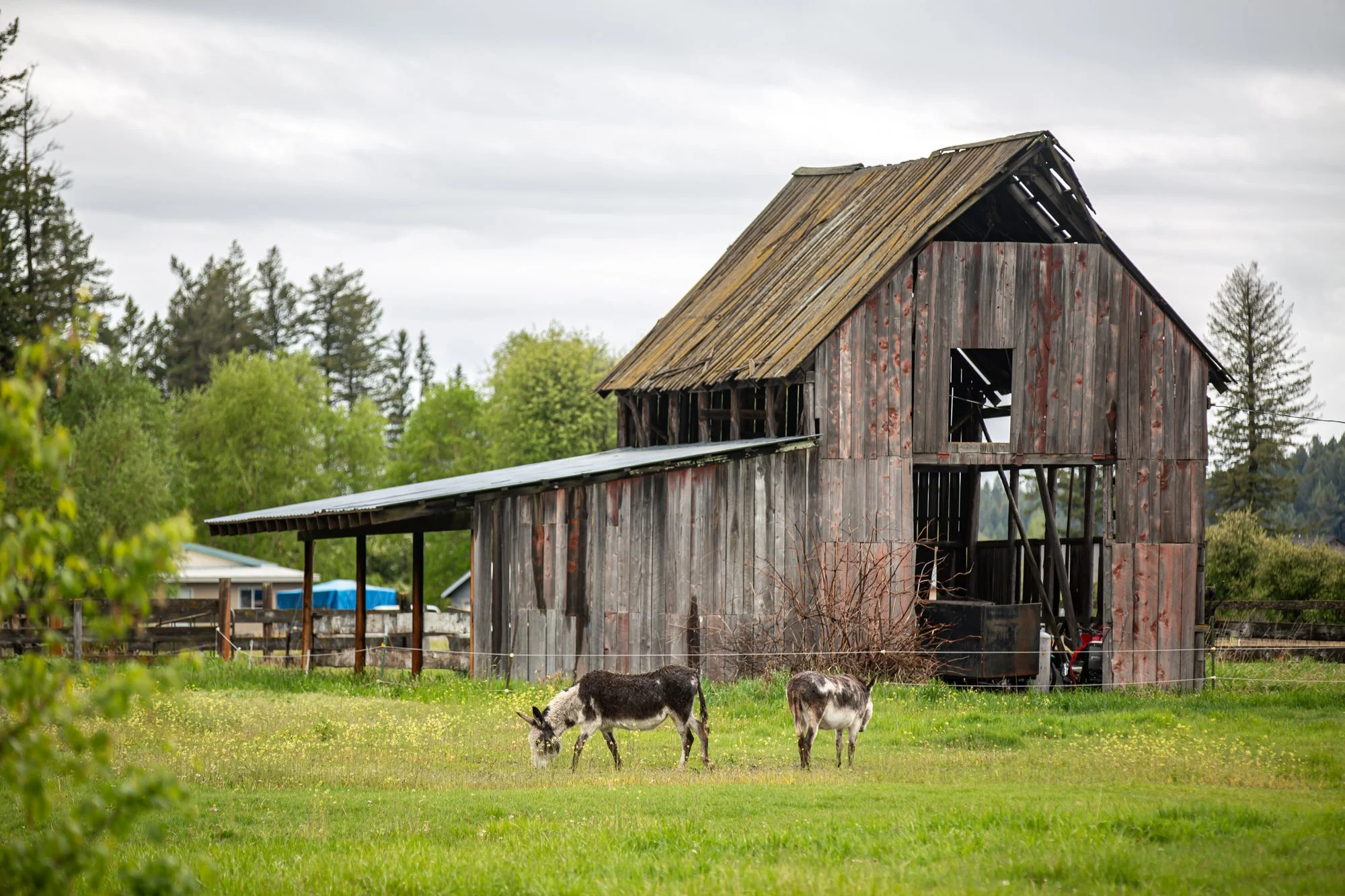 WFO Barn Tours Scout - Spring 2024-118.jpg