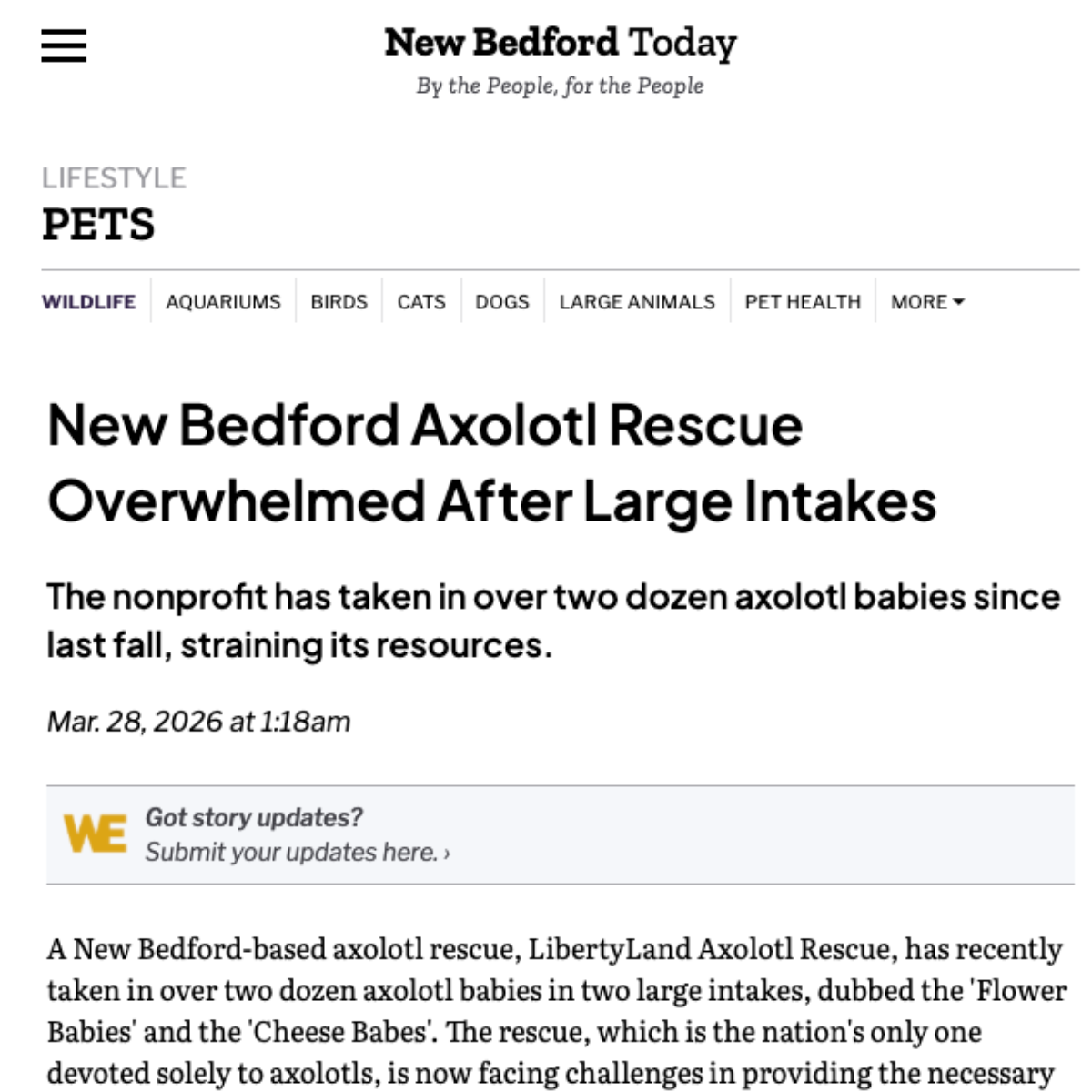 Screenshot of a New Bedford Today article titled New Bedford Axolotl Rescue Overwhelmed After Large Intakes.