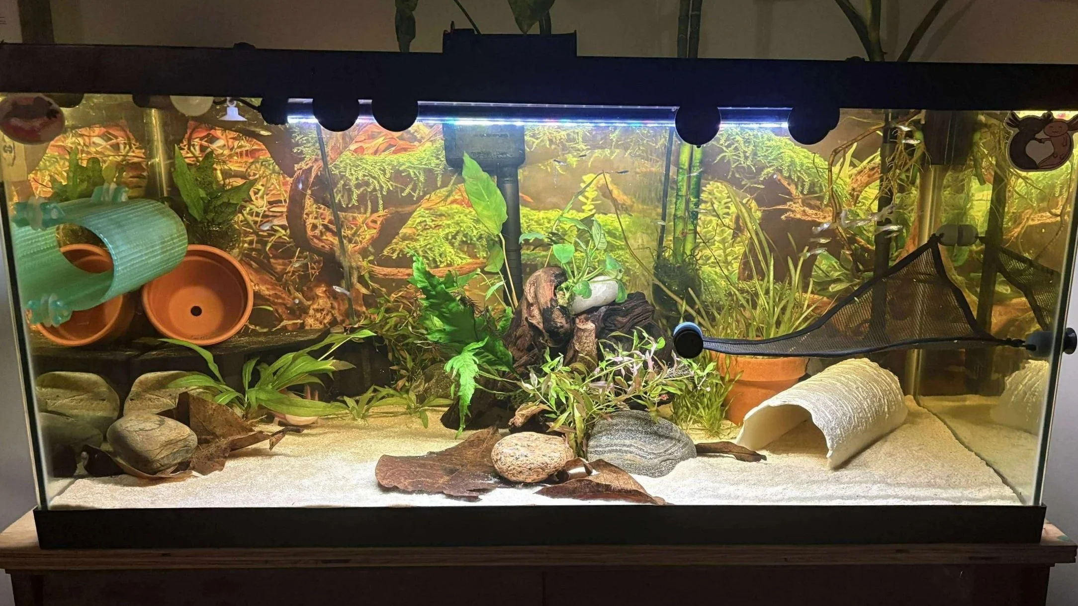 The Proper Way To Set Up An Axolotl Tank Step by Step Care Guide 