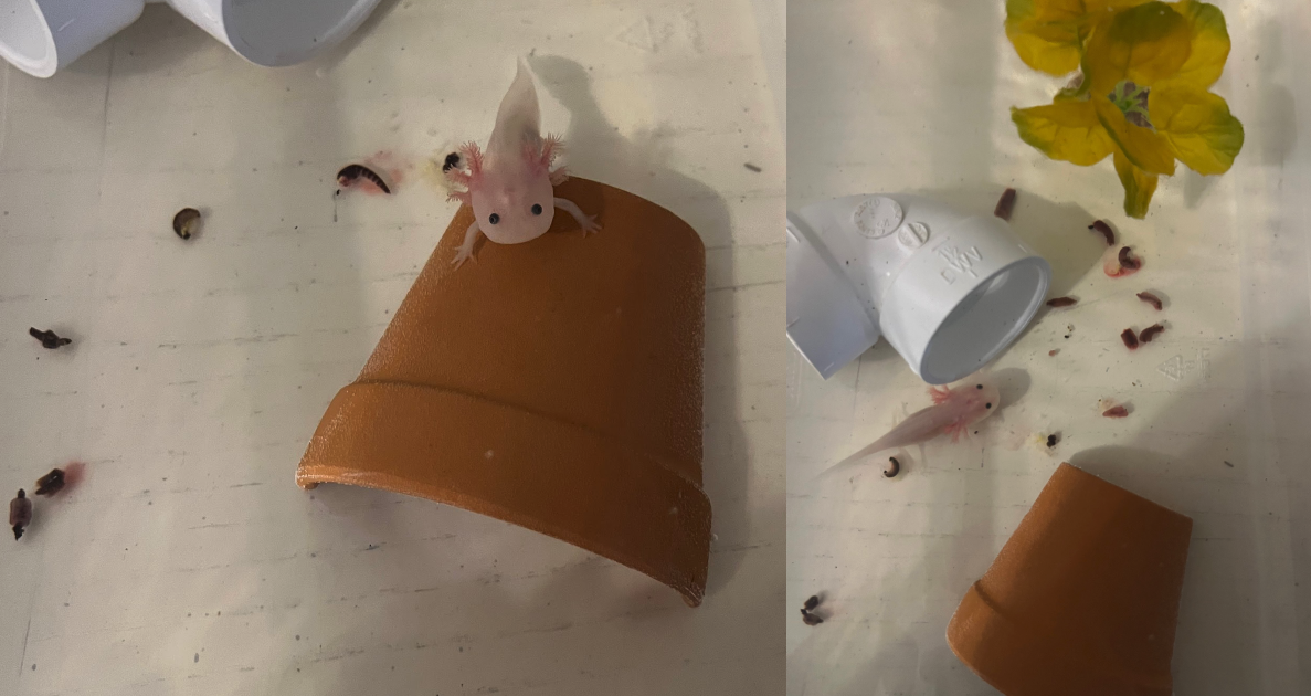 Olive The Little Warrior — A One-Year Gotcha Day Celebration