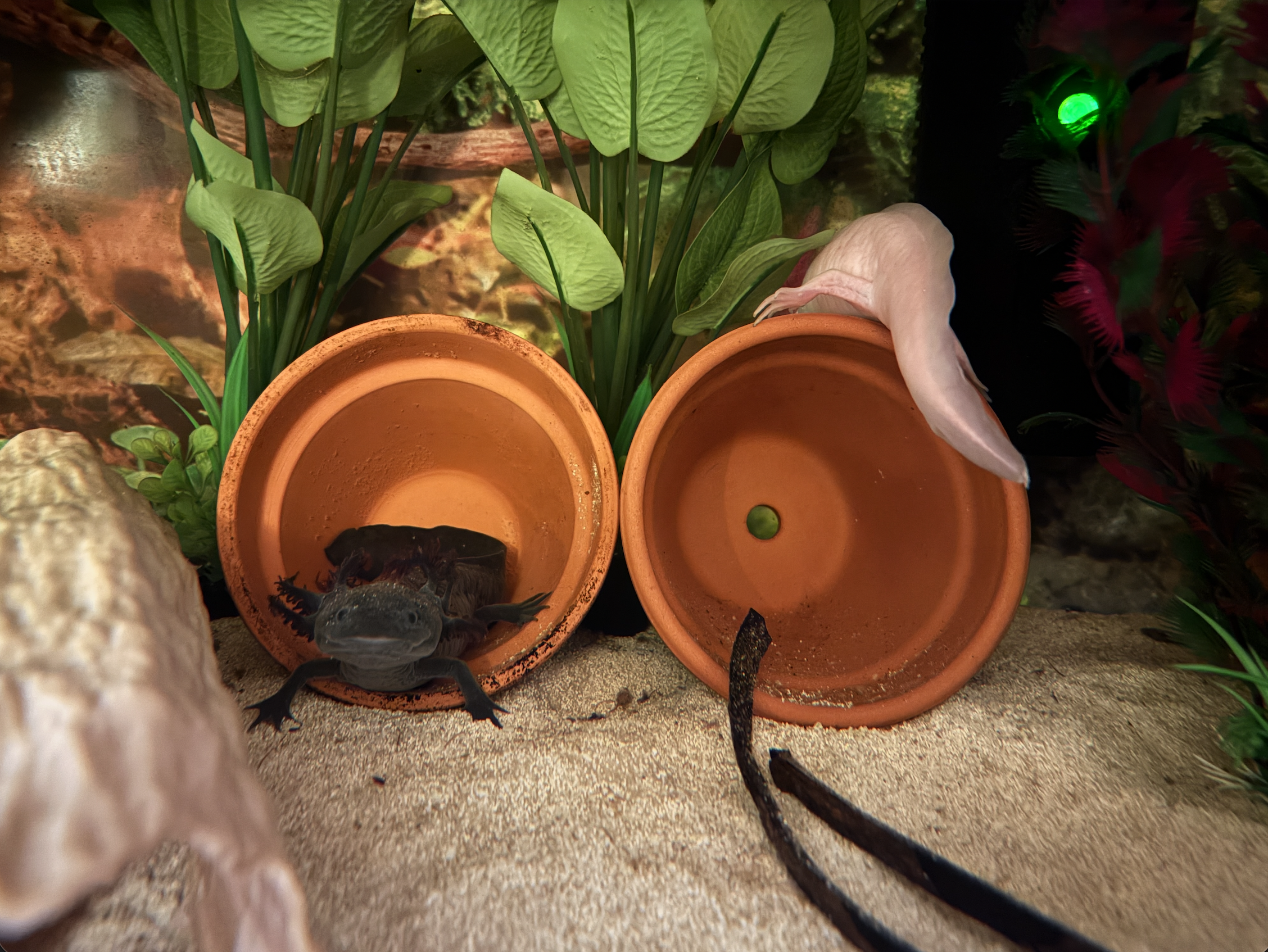 How to safely introduce a second axolotl to your tank