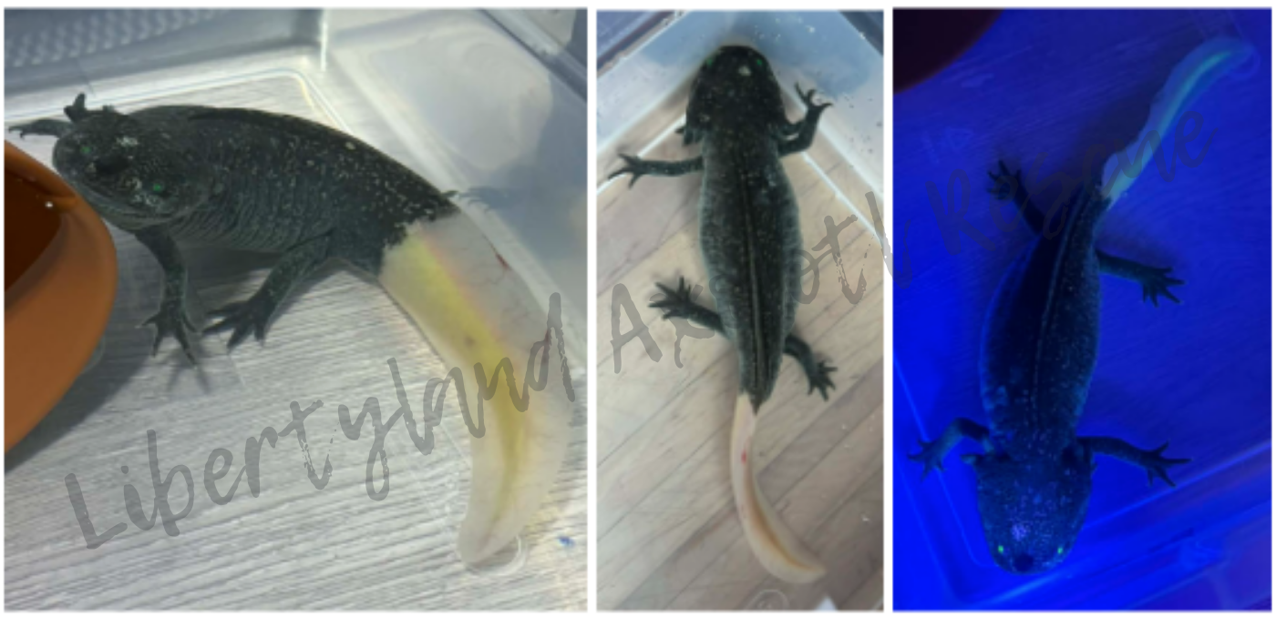 What Is a Firefly Axolotl and Why Is It Unethical?