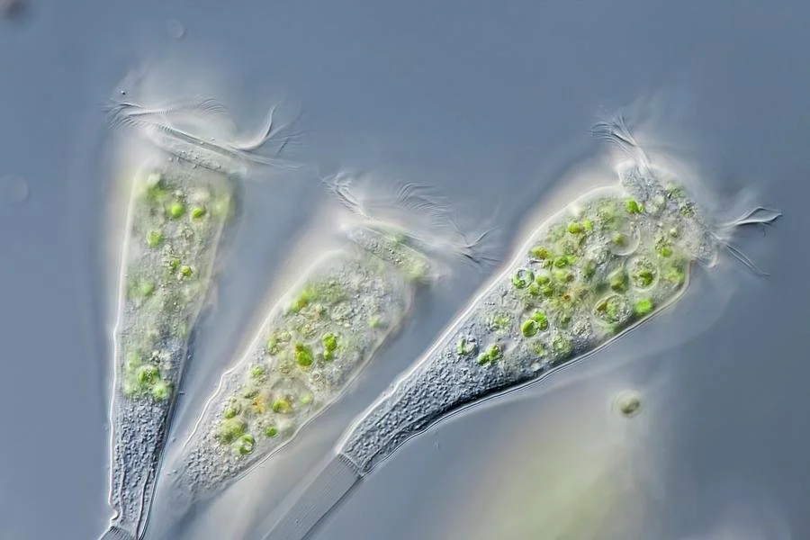 Epistylis