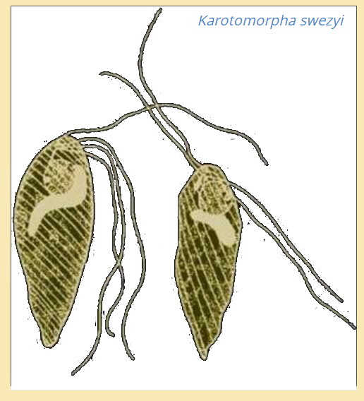 Spironucleus