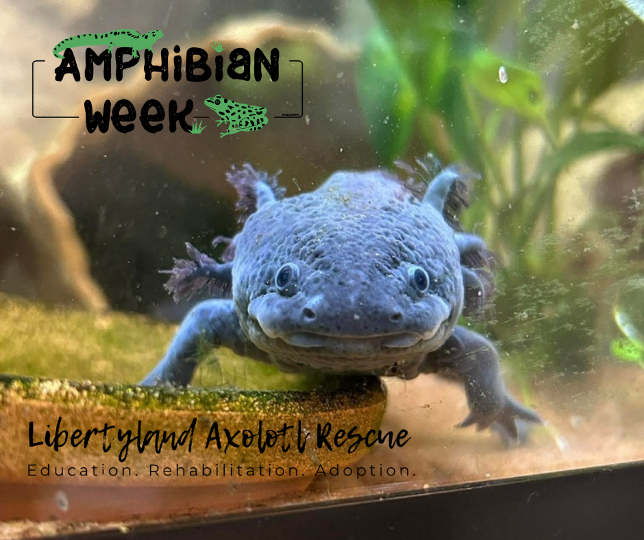 At Home in a Habitat: Helping rescue axolotls find their forever homes