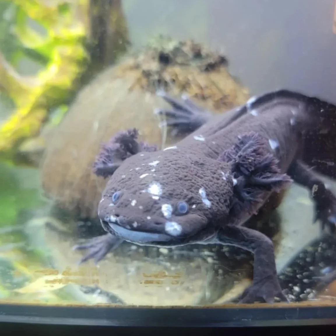 Supporting Senior Axolotls: Understanding aging and adjusting care