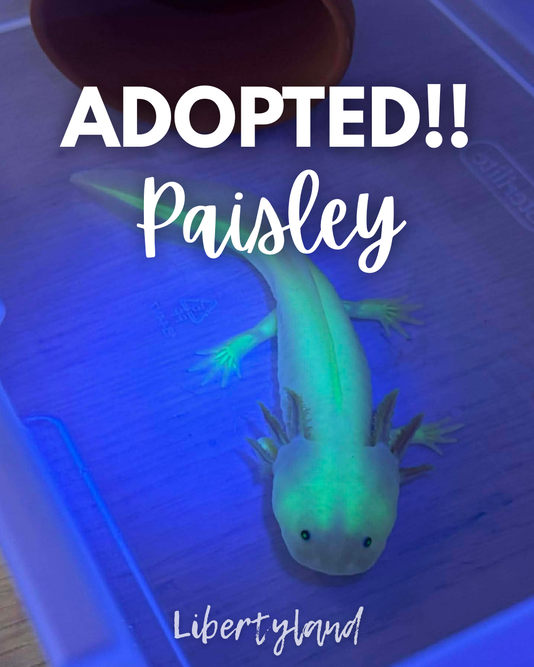 UPS Next Day Air Shipping for Paisley