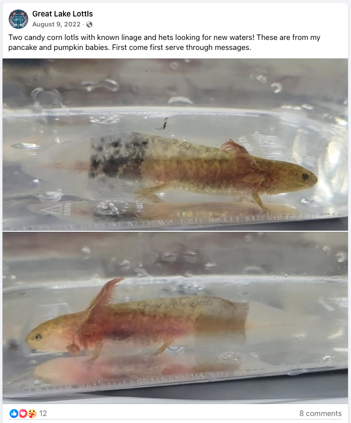 Screenshot of a Facebook post from Great Lake Lottls in August 2022 highlighting candy corn axolotls available for sale.
