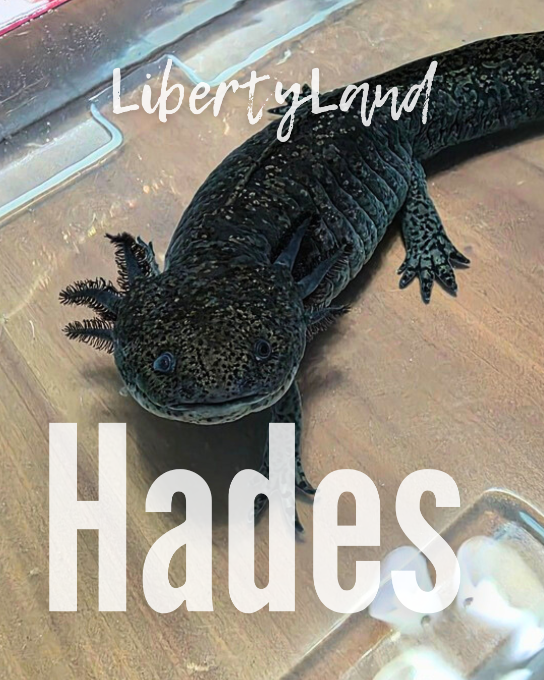 Hades - LLA.png
