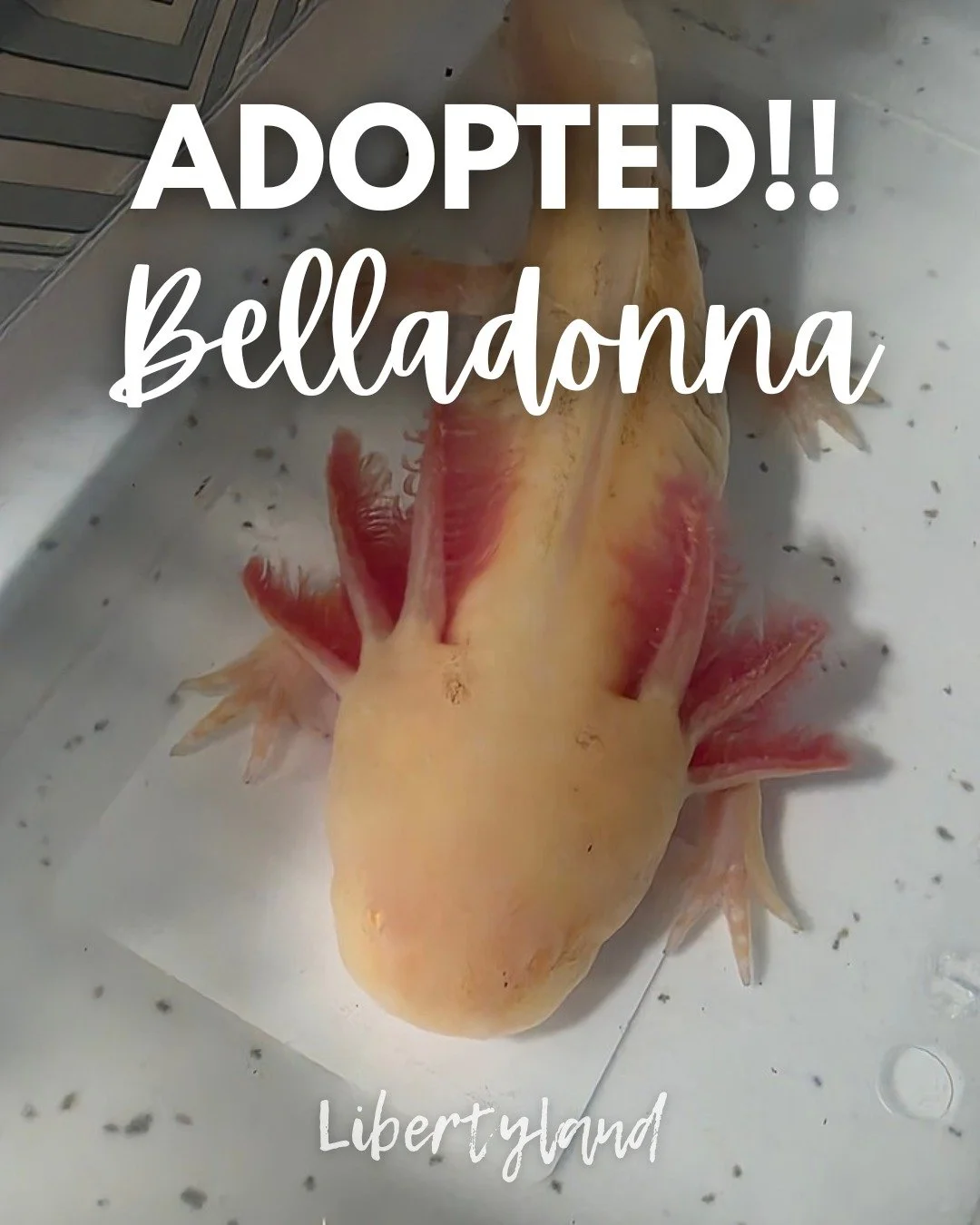 UPS 2nd Day Air Shipping for Belladonna