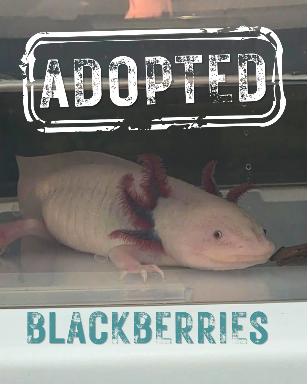 Blackberries.png