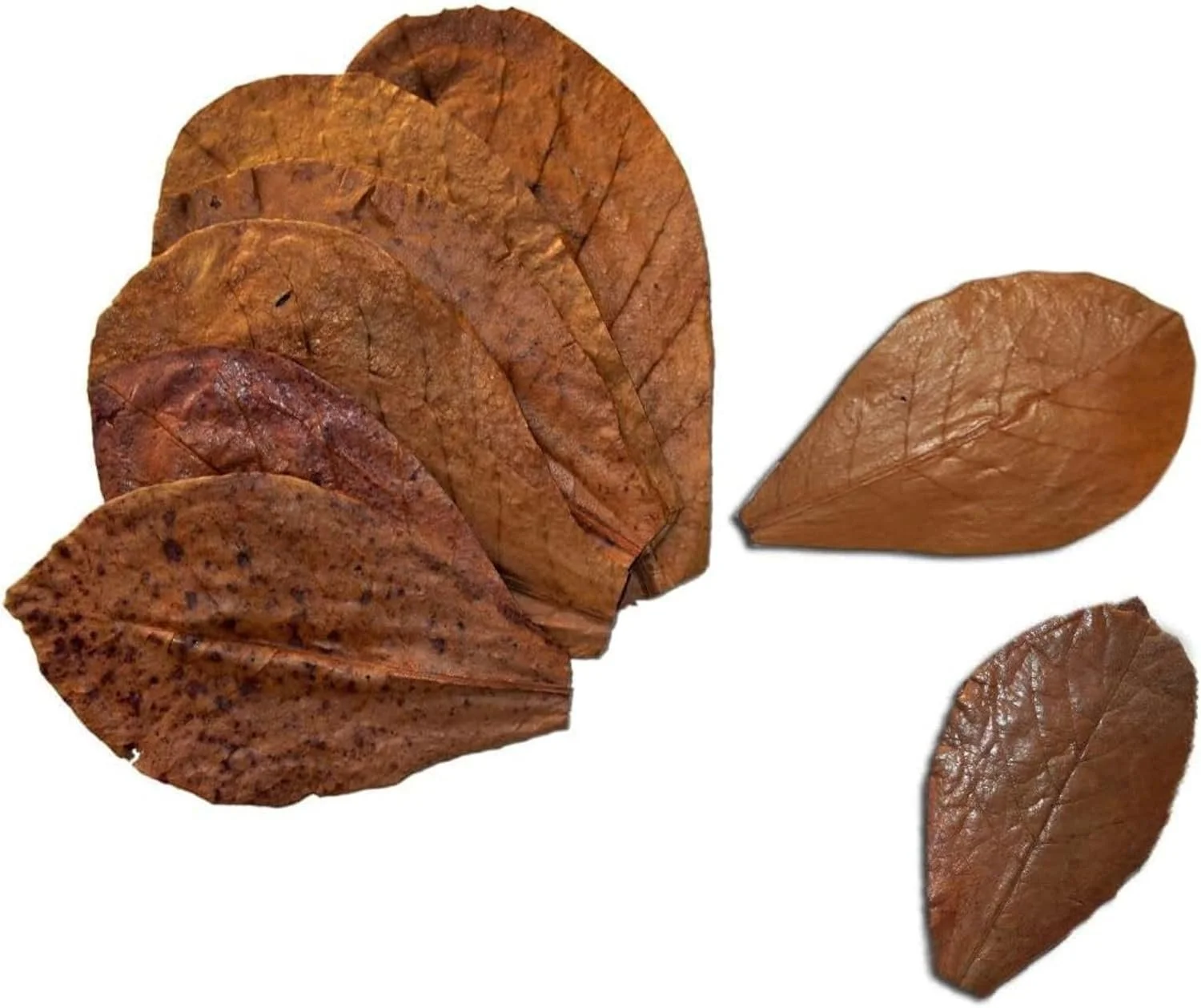 Indian Almond Leaves (IAL) - used to treat minor skin irritation and fungus