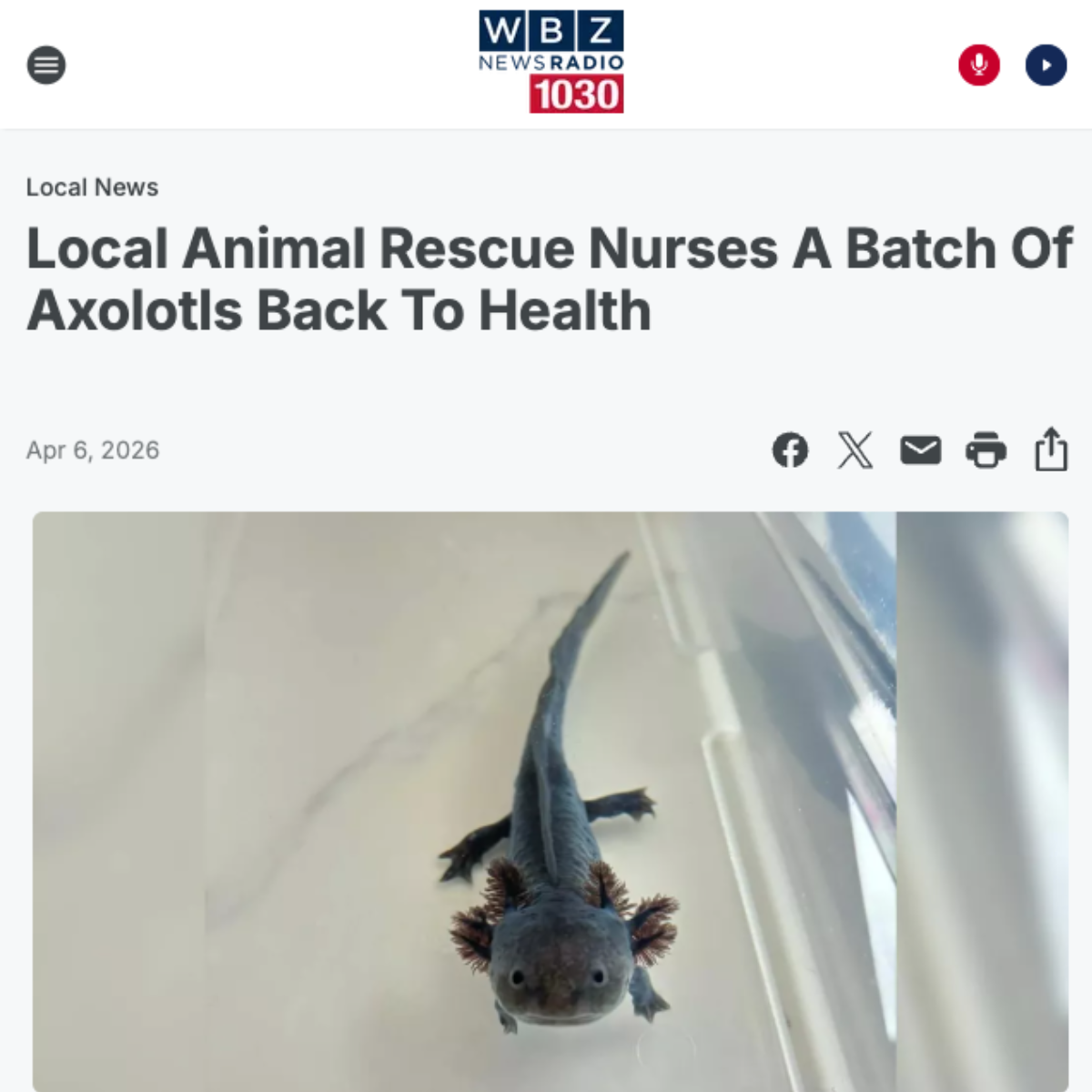 A dark axolotl inside a clear tank with its external gills extended.