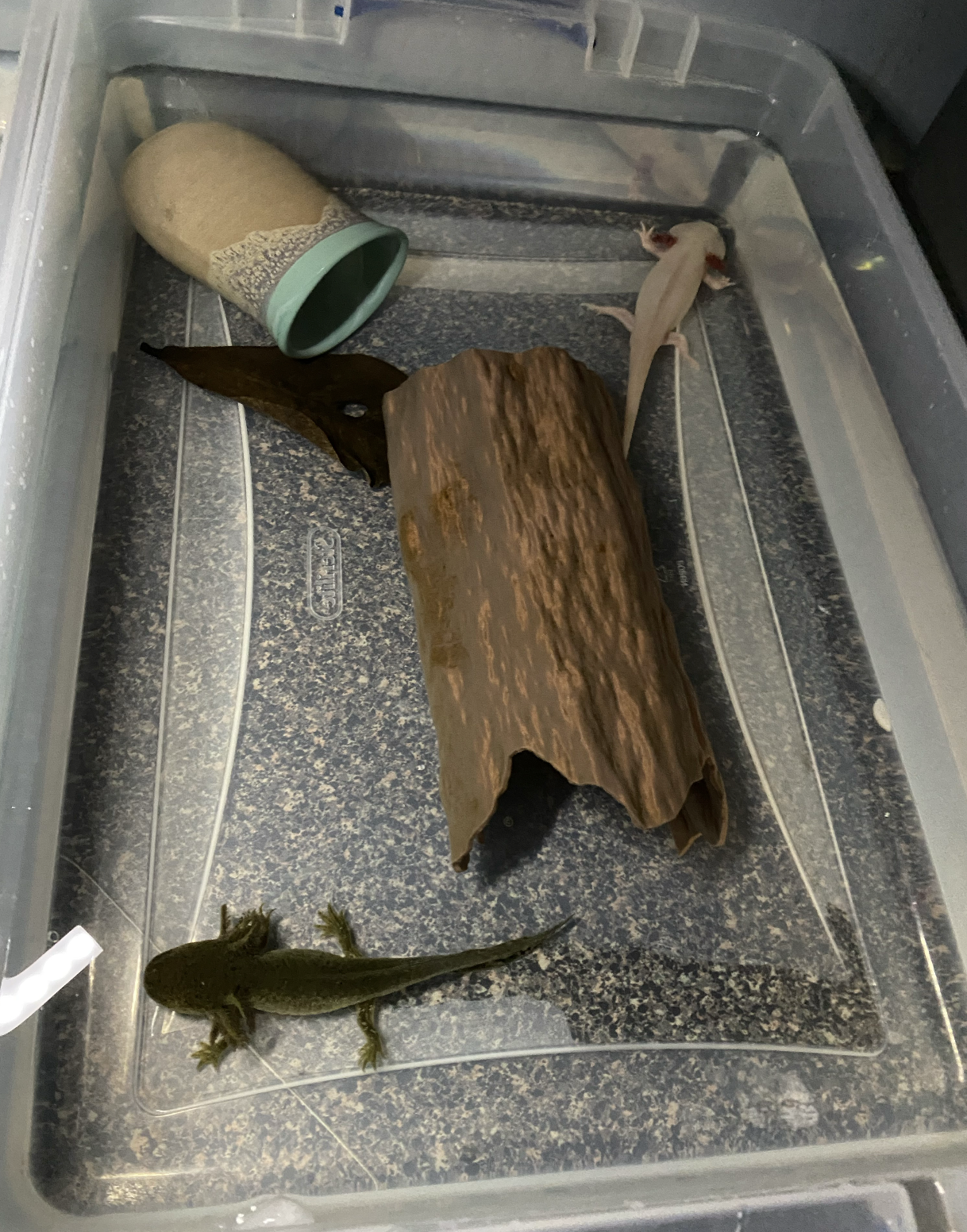 3D printed Axolotl Hide