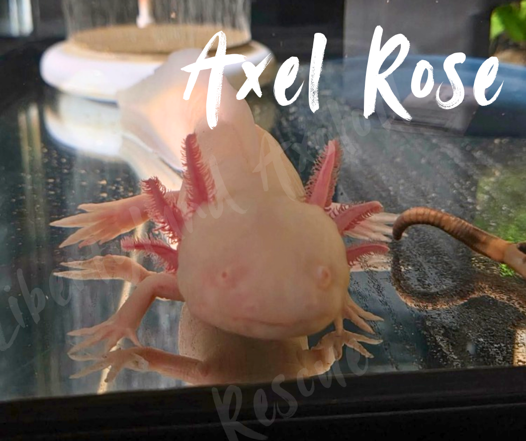 LLAR - Axel Rose 01.png