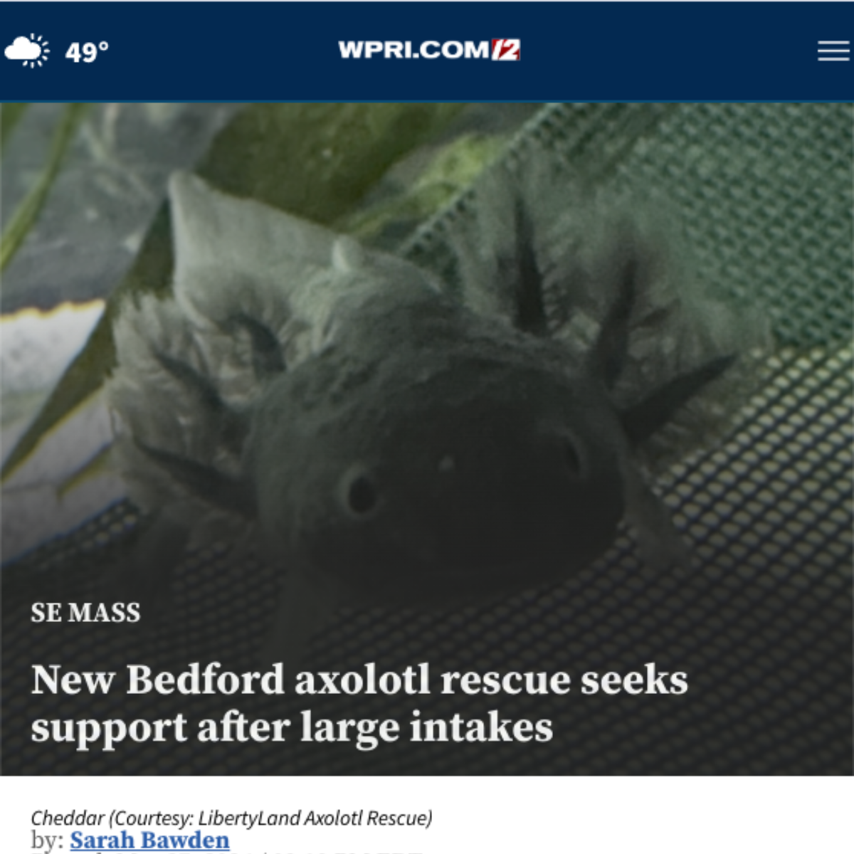 An axolotl named Cheddar resting in a tank beside mesh and aquatic plants.