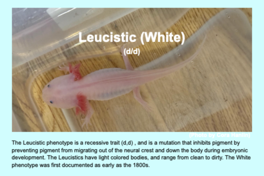 What Is an Axolotl Morph? A Plain-English Guide to Morph Terminology