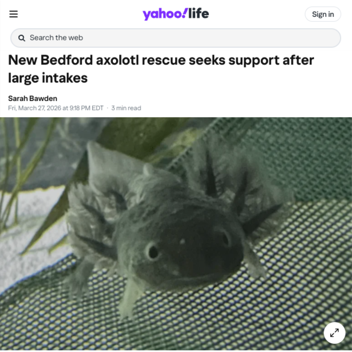 An axolotl resting near mesh inside an aquarium with aquatic plants in the background.