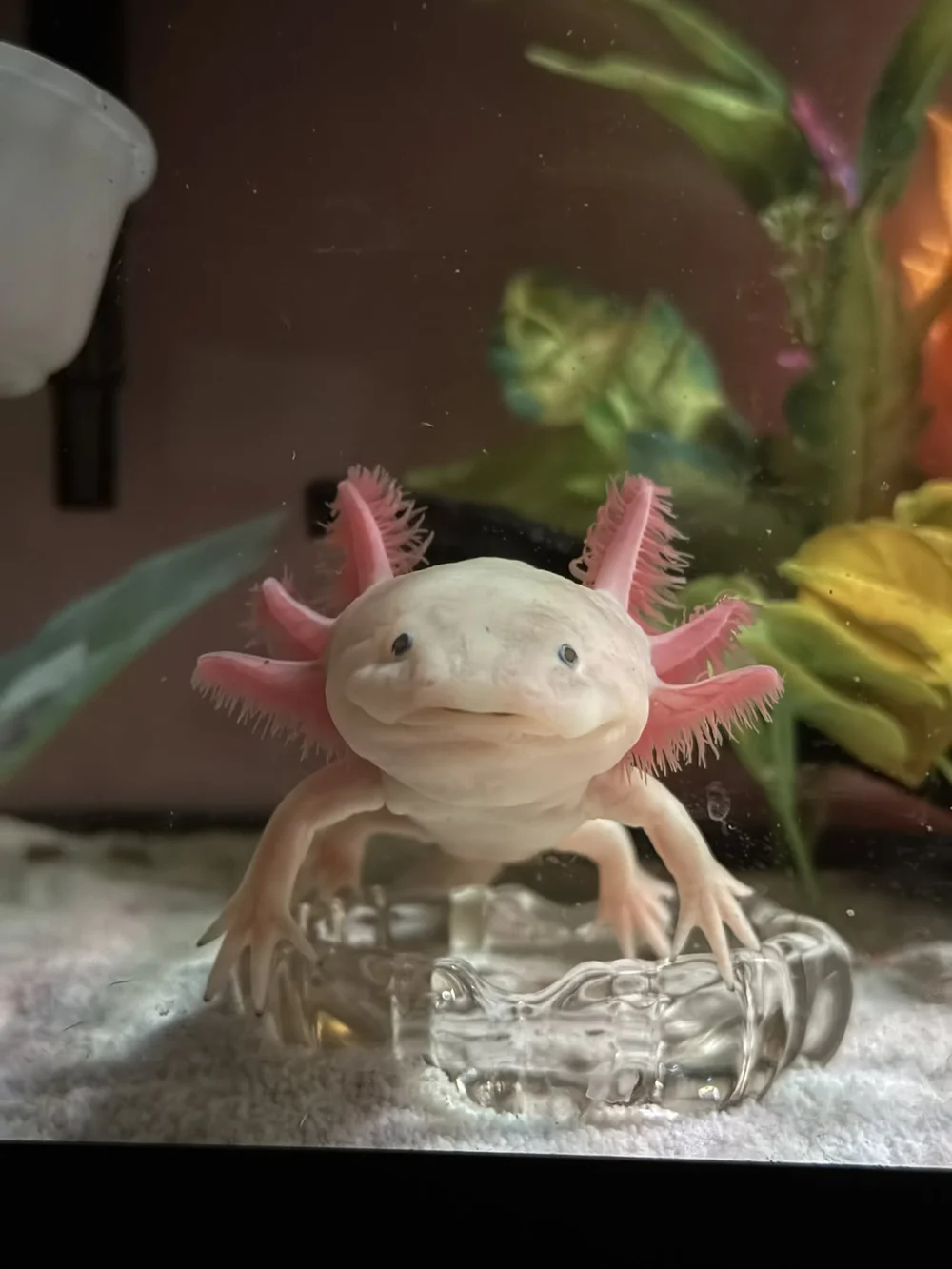 Libertyland Axolotl Rescue | Support and Rescue Axolotls Today